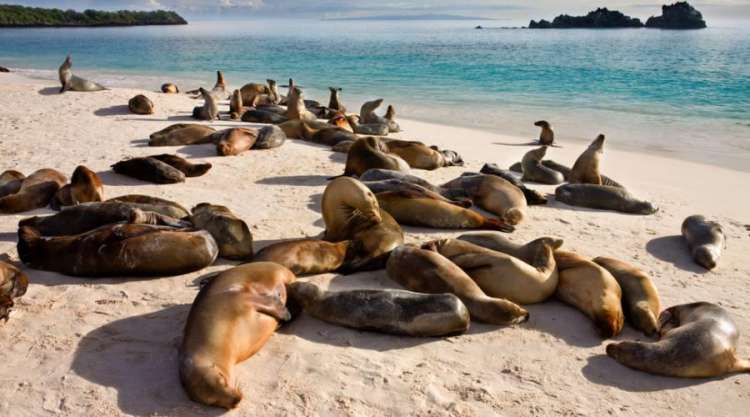 Abitanti delle Galapagos